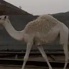 حشوان وبكار للمناسبات