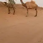 خلفة شعلا