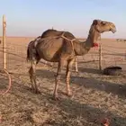 لبيع خفوت صفراء دبيانيه مبيوع ولدها