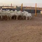 حريات مراحه واحد صنف