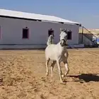 حصان للبيع من نسل ( أي كي اس أليهاندرو)