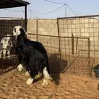 نجديه رباع