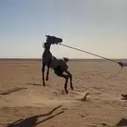 مهر شعبي فسقان