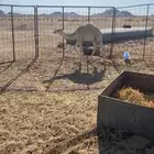 للبيع قعود
