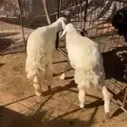 للبيع جذعات حريات