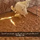 البيع طلي ورخل