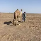 للبيع بكره حقه تقاود