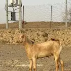 مشروع فحل