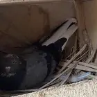 جوز قلابي ازرق معه فرخ وتحته بيض