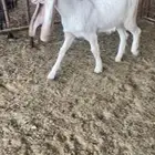 للبيع جفار صنف مطوره