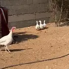 بط ورومي ودجاج وقفص