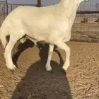 خروف فحل صنف