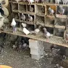 حمام فرنسي سلفر