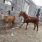 فحل بلدي
