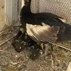 بطه بفروخها