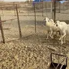 ضان حريه صنف مواليد
