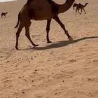 قعود دبياني