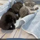 قطط