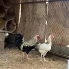 ديك عربي شوكي تاج