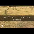 رودس للبيع