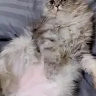 قط ذكر معقم للتبني