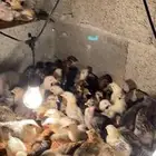 للبيع صوص بلدي نشيط محصن