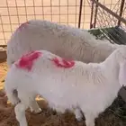 طليان حريه طيبات بالحيل