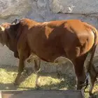 حسيل بلدي اكله نظيف