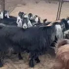 معزا عوارض
