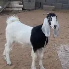 جفره