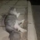 قطوه للتبني