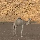 للبيع قعود جزر