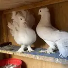 للبيع جوز رقاص الخرج