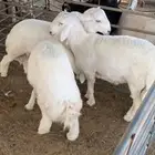 ذبايح حريات