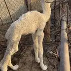 بيع حوار ضيار