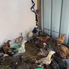 دجاج