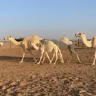 عشاير وضح تحتهن بكار