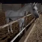 حصان واهو شيخخ