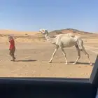 ناقه
