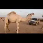 جذع باتلي