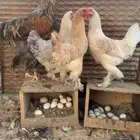 دجاج بكستاني   براهما