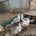 بط مسكوفي