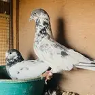 حمام باكستاني باتيرا