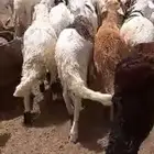 سواكن بيض