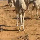 قعود طيب على حليب أمه