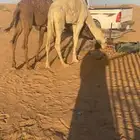 قعدان على الحليب