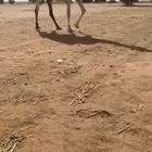 لقحه شقحا على ولد الحاكم
