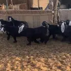 جفرات عوارض