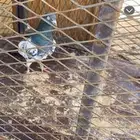 ذكر باكستاني شرط عين قزاز شرط فحل