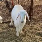 طلي ذبيحه شحم